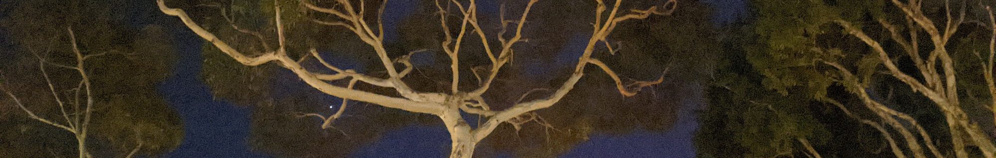 VeggieTravelShow.com – veggie food, travel & music!