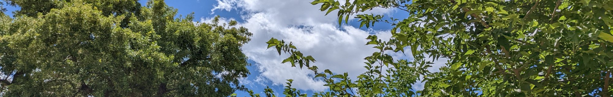 VeggieTravelShow.com – veggie food, travel & music!